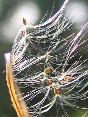 A milkweed poof swirls through the sky swinging its seeds like a carnival ride in this playful, happy, nature photo with poem-Carnival by The Poetry of Nature