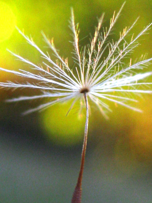 A single dandelion seed gets ready to fly in this peaceful, spiritual, photo with poem - New Soul byThe Poetry of Nature