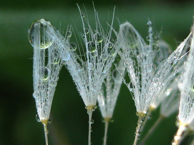 Dandelions play with drops of dew in this peaceful, playful,dew drops macro. Print with Poem - Play With Me by the Poetry of Nature