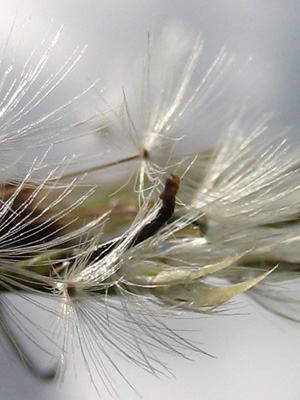 A dandelion poof shimmers in the summer sun in this soft, sensual, macro photograph. Nature print with poem. Soft by The Poetry of Nature