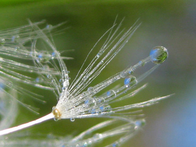 Dew drops on a dandelion reflect the world around them in this beautiful, meditative, photo with poem-The Whole World by The Poetry of Nature