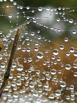 Dew drops on a spider web cascade down, like a fallen fence covered in rain. Tranquil, peaceful, nature art.  Print with poem-Fallen Fence by The Poetry of Nature