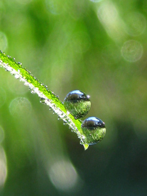 Drops of water on a blade of grass reflect the world around them in this stunning, soothing, nature photo with poem-Garden Drop by The Poetry of Nature