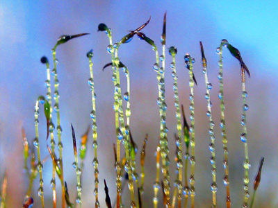 Dew Drops on Moss Filaments resemble humming birds