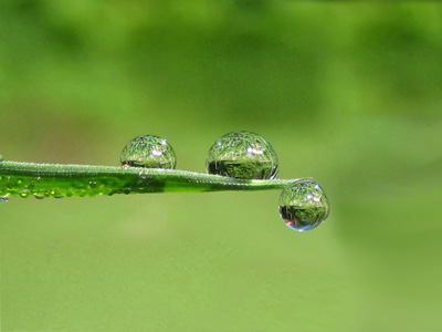 Dew drops play on a blade of grass and reflect the world around them in this happy, peaceful, water drop macro. Photo with Poem-Triplet by The Poetry of Nature