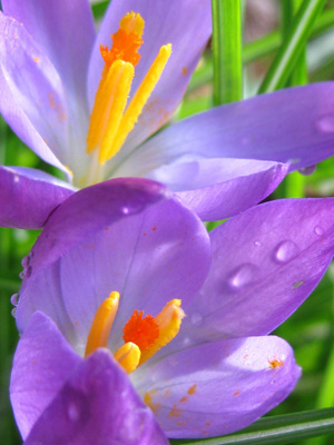 A dew covered crocus rejoices in the morning light in this beautiful, sensual, spring flower photo. Print with Poem. Crocus by The Poetry of Nature