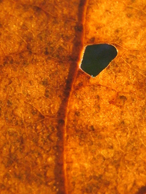 A path appears in a fallen leaf inviting you to journey, in this meditative, contemplative, photo with poem - Journey by The Poetry of Nature