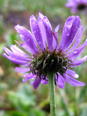 A purple daisy braves the storm as the hail pounds down upon it in this encouraging, uplifting, print with poem - Mountain Rain by The Poetry of Nature