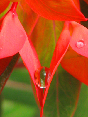 A single drop of water rests in a petals V,  in this sensual, erotic, red flower photo. Print with Poem. V Drop by The Poetry of Nature