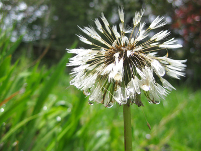 A dew covered dandelion greets the day with strength, poise and purpose in this captivating, peaceful, nature Print with Poem-Dandelion Tree by the Poetry of Nature