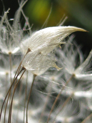 Dandelion seeds appear to embrace in this sexy, sensual, nature photo with Poem-Hug by The Poetry of Nature