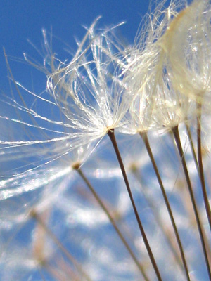 A dandelion poof dances in summer sun, just like a girl with pom-poms jumping on the bed in this happy, joyful macro photograph. Print with Poem. Salutation by The Poetry of Nature