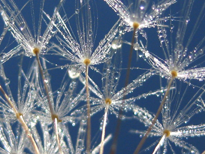 A dew covered dandelion rejoices in the summer sun in this happy, joyful, nature macro photo. Print with poem. Wow by The Poetry of Nature