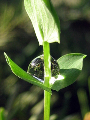 A tiny little clover holds a giant drop of dew, just like Atlas who held up the earth. Nature Photo with Poem - Clover Drop by The Poetry of Nature