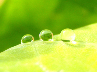 three dew drops on a green leaf