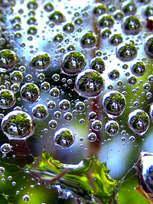 Dew drops on a spiders web cascade and spray, reflecting the bracken around them, in this peaceful, mesmerizing, sentient nature photo. Print with Poem. Drop Tree by The Poetry of Nature