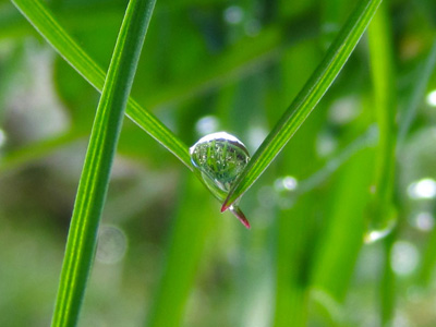 Two blades of grass gently hold hands as they support a drop of dew in this soothing, peaceful, nature print with poem-Holding Hands by The Poetry of Nature