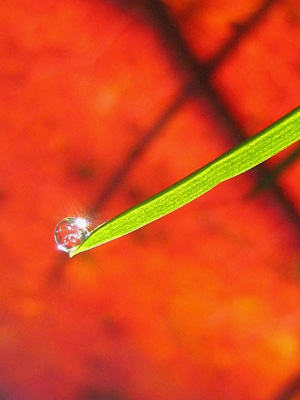 A single drop of dew rests on a blade of grass in this stunning, colorful, macro photograph. Nature Print with Poem - In the Moment by The Poetry of Nature