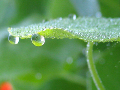 A dew covered nasturtium leaf ripples in the morning sun in this peaceful, soothing, water drop macro.  Print with Poem-Ripple by The Poetry of Nature