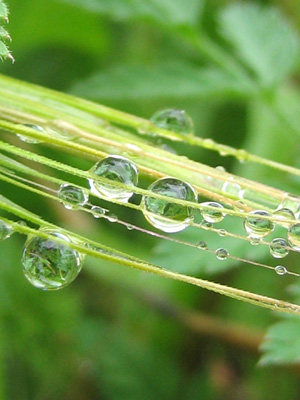 A sprig of wheat catches the morning dew in this peaceful, soothing, nature print with poem - Violin Strings by The Poetry of Nature