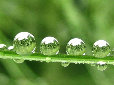 Four drops of water rest on a blade of grass reflecting the world around them, in this beautiful, peaceful, nature photo with poem. Water Parks by The Poetry of Nature