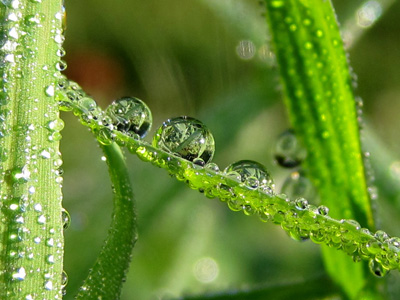 Dew drops play on a blade of grass in this peaceful, soothing, nature print with poem - Water Slide by The Poetry of Nature