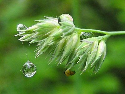 A water drop jungle gym greets a spider's day in this happy, playful, macro photograph. Print with Poem. - World on Swing by The Poetry of Nature