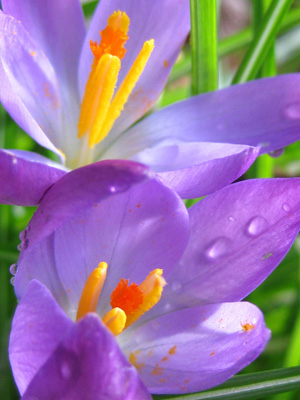 A dew covered crocus rejoices in the morning light in this beautiful, sensual, spring flower photo. Print with Poem-Crocus by The Poetry of Nature