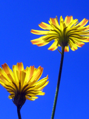 Dandelions dance against a bright blue sky in this happy, positive, nature print with poem - Spring Flowers - By The Poetry of Nature