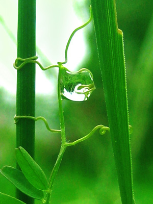 A twisted tendril vine resembles The Fool from Tarot in this peaceful, soothing, nature spirit story. Print with poem.-The Fool by The Poetry of Nature