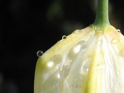 Sunlight on a tulip highlights drops of dew in this stunning, contemporary, macro photograph. Nature print with poem-Tulip by The Poetry of Nature