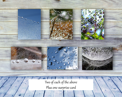Poetry of Nature Greeting Card Collection - Spider Webs I