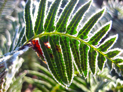 An ice covered fern shimmers in the morning light in this peaceful, colorful, nature photo with poem - Fern Arch by The Poetry of Nature