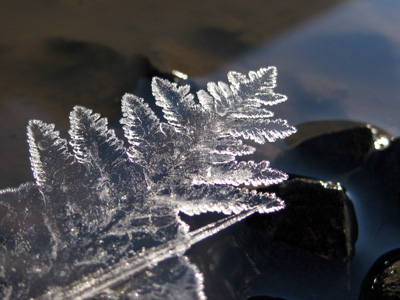 Crystals of Ice resemble a fishing pier, as they spread like a fern across a pond. Print with Poem - Fern Pier by The Poetry of Nature