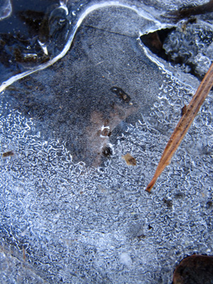 A Raven appears in melting ice in this powerful, magical, nature photograph.   Print with poem - Spirit Raven by The Poetry of Nature