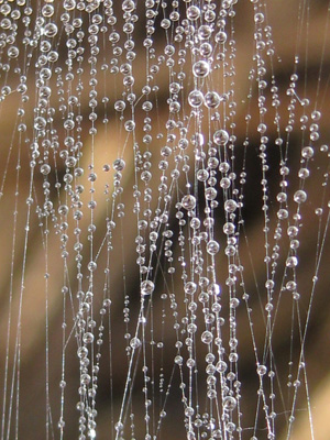 Water drops sparkle as they cascade down in this peaceful, magical, dew drop photo. Print with Poem - Drop Falls by The Poetry of Natur