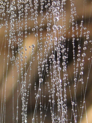 Water drops sparkle as they cascade down in this peaceful, magical, dew drop photo. Print with Poem - Drop Falls by The Poetry of Nature