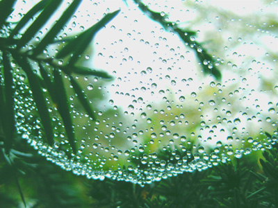 A dew covered spider web floats through the sky in this peaceful, soothing, nature photograph. Print with Poem. Hammock by The Poetry of Nature