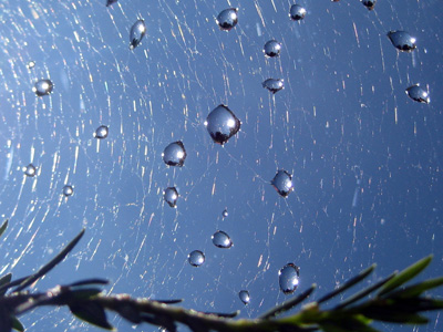 A dew covered spider web catches the summer sun in this peaceful, colorful, macro photograph,  Nature Photo with Poem - Moondance by The Poetry of Nature