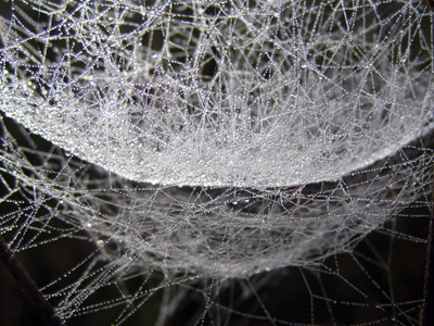 A dew covered spider web becomes a water hammock in this soothing, peaceful nature photo with Poem - Spider Hammock by The Poetry of Nature